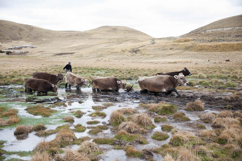 Las filtraciones en el sector Paccpaco de la comunidad de Alto Huancané afectan al ganado. Foto: Miguel Mejía – La República.
