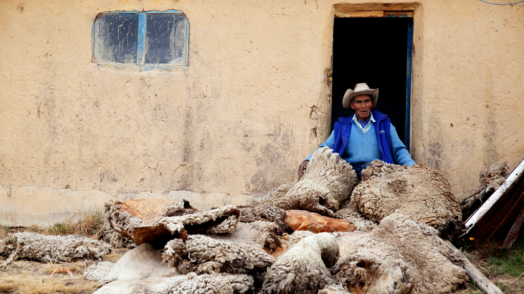Florentino Cuti Ñoñoncca, from Alto Huancané shows the skins of dozens of his dead sheep.Picture by Miguel Mejía Castro -La República.