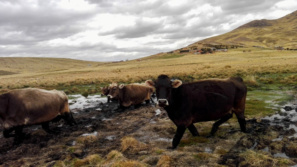 Pobladores de la comunidad de Alto Huancané denuncian filtraciones por la actividad minera, lo cual ha generado una especie de pantano que afecta al ganado.  Foto: Milagros Salazar - Convoca.